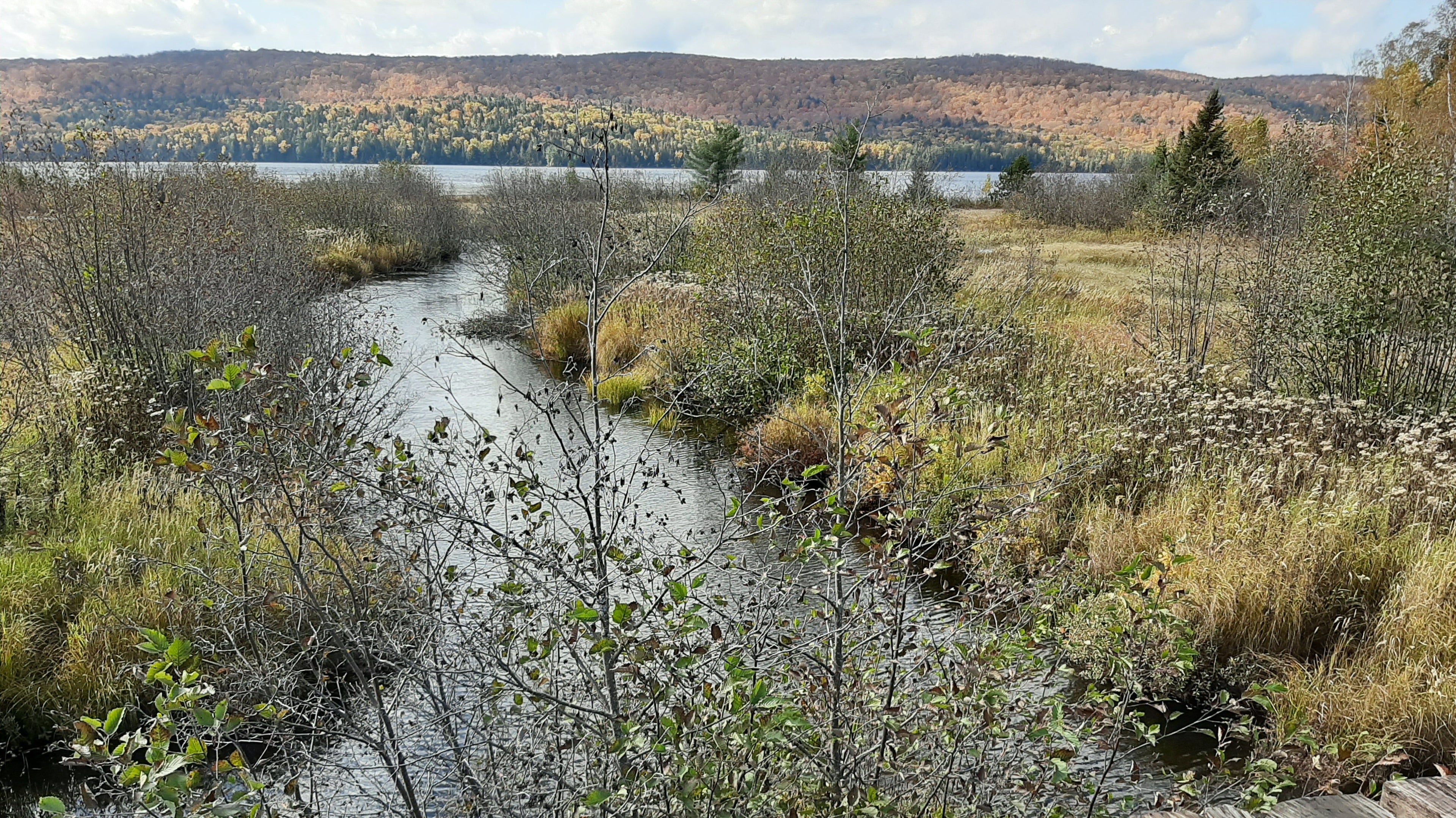 Stream flowing through a natural landscape with trees and a wooden railing.